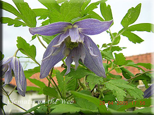 Clematis photograph