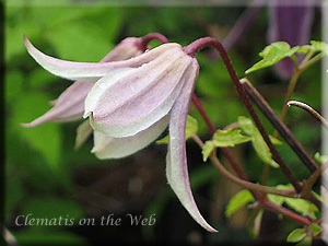 Clematis photograph