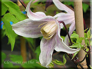 Clematis photograph