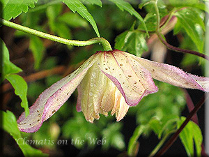 Clematis photograph