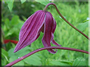 Clematis photograph