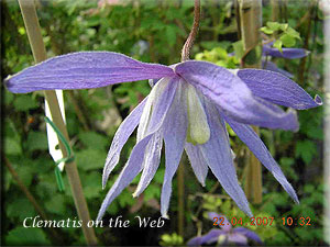 Clematis photograph