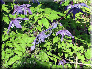 Clematis photograph