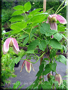 Clematis photograph