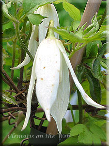 Clematis photograph