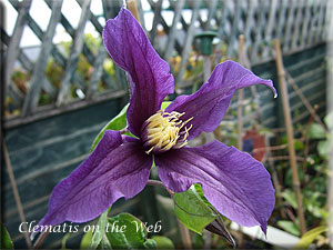 Clematis photograph