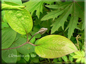 Clematis photograph