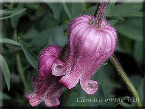 Clematis photograph