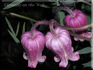 Clematis photograph