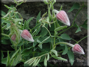 Clematis photograph