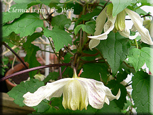 Clematis photograph