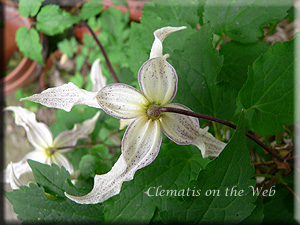 Clematis photograph