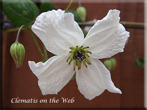 Clematis photograph