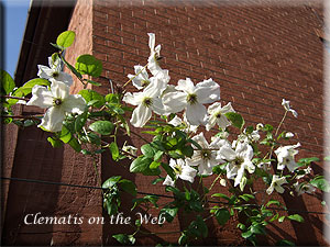 Clematis photograph