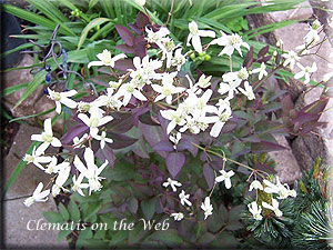 Clematis photograph