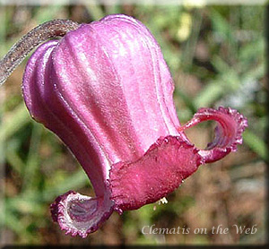 Clematis photograph