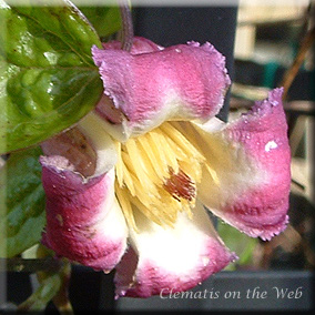 Clematis photograph