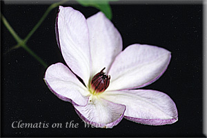 Clematis photograph