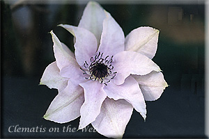 Clematis photograph