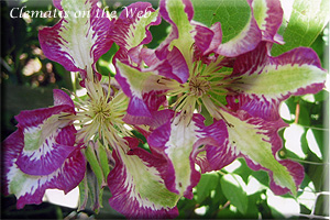 Clematis photograph