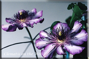 Clematis photograph