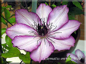 Clematis photograph