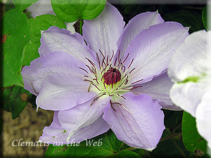 Clematis photograph