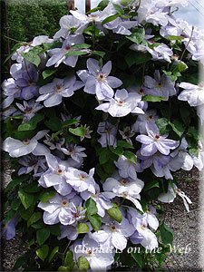 Clematis photograph