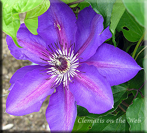 Clematis photograph