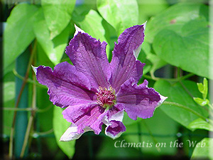 Clematis photograph