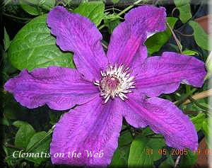 Clematis photograph