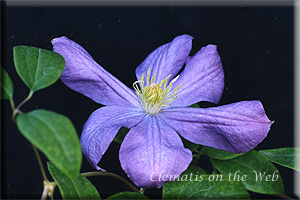 Clematis photograph