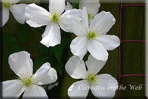 Clematis photograph