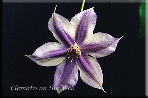 Clematis photograph