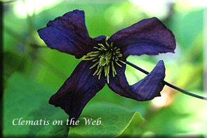 Clematis photograph