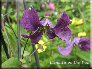 Clematis photograph