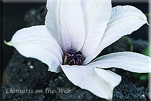 Clematis photograph