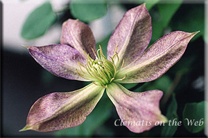 Clematis photograph