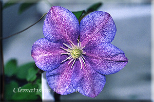 Clematis photograph