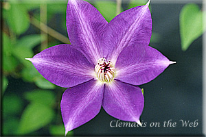 Clematis photograph