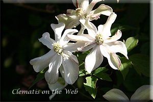 Clematis photograph