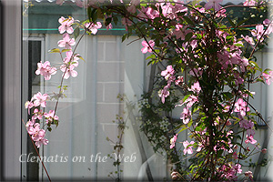 Clematis photograph