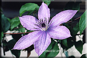 Clematis photograph