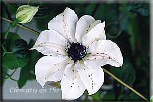 Clematis photograph