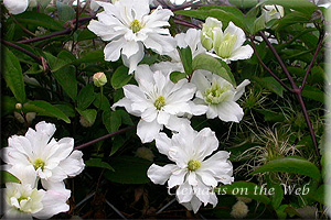 Clematis photograph