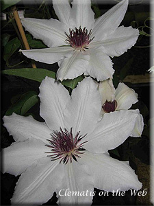 Clematis photograph