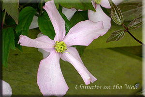 Clematis photograph