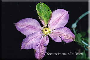 Clematis photograph