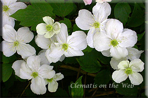 Clematis photograph