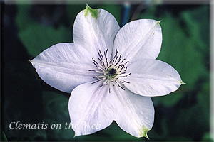 Clematis photograph